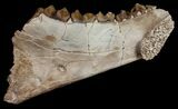 Oreodont (Merycoidodon) Jaw Section - South Dakota #10689-1